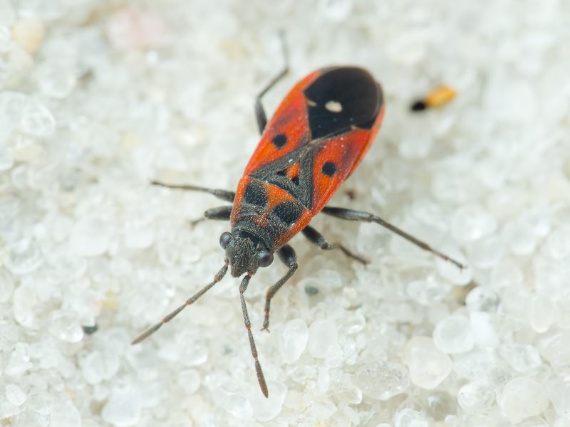Melanocoryphus tristrami (Douglas & Scott, 1868)